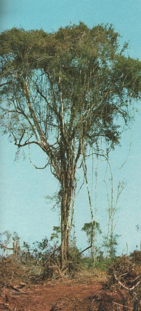 El Árbol de Guayubira 